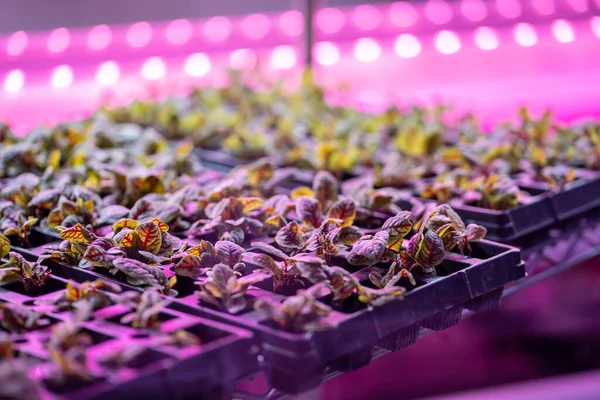 Future of Hydroponics. Beet microgreens growing hydroponically inside of vertical grow rack under full spectrum grow light, production of crops indoors in multi-stacked layers with LED lighting