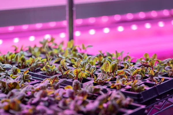 Future Hydroponics Beet Microgreens Growing Hydroponically Vertical Grow Rack Full — Photo