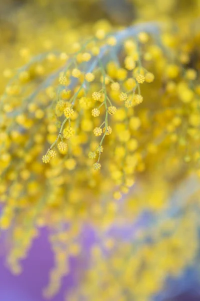 Mimosa Flowers Shallow Depth Field Spring Bunch Acacia Dealbata Soft — Stock Photo, Image