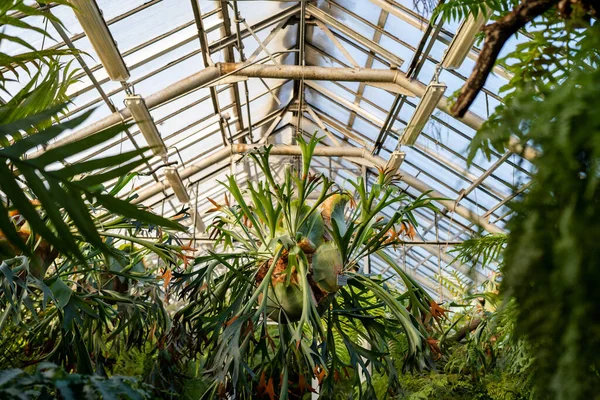 Staghorn Fern Tropical Greenhouse Elkhorn Fern Pot Hanging Glass Roof — Stock Photo, Image