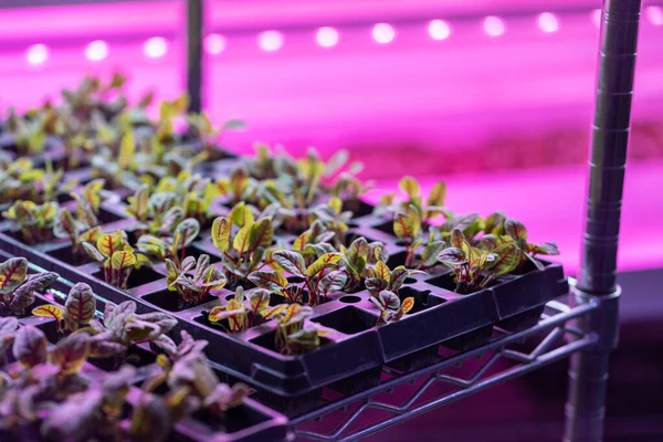 stock image Seedlings of Swiss chard growing in hothouse under purple LED light. Hydroponics indoor vegetable plant factory. Greenhouse with agricultural cultures and led lighting equipment. Green salad farm. 