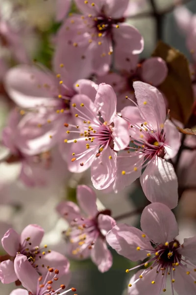 Blossoming Apricot Pink Flowers Closeup Branch Japanese Sakura Cherry Blossoms — Stock Photo, Image