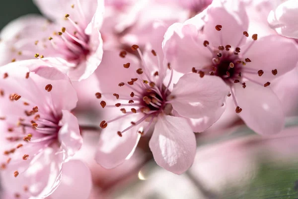 Blühende Aprikose Mit Rosa Blüten Nahaufnahme Zweig Der Japanischen Sakura — Stockfoto