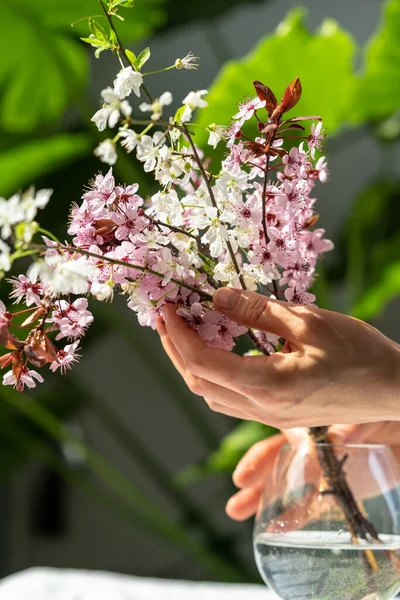 Female Hands Touches Bouquet Blossoming Apricot Branches Wineglass Home Japanese — Stock Photo, Image
