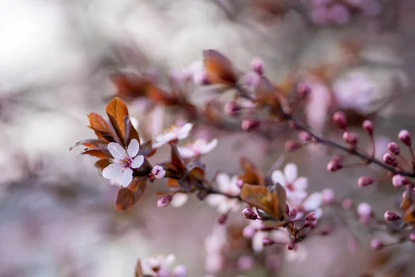 Zweig Einer Blühenden Pflaume Mit Rosa Blüten Verschwommener Hintergrund Japanische — Stockfoto
