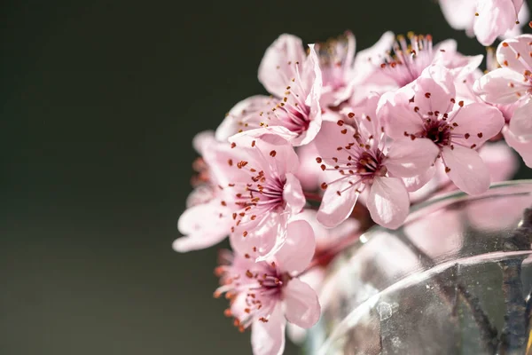 一缕盛开的杏枝在玻璃中 日本樱花盛开 春天的概念 软聚焦 浅层场深度 — 图库照片