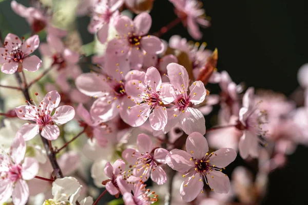 Branch Blossoming Apricot Pink Flowers Closeup Japanese Sakura Cherry Blossoms — Stock Photo, Image