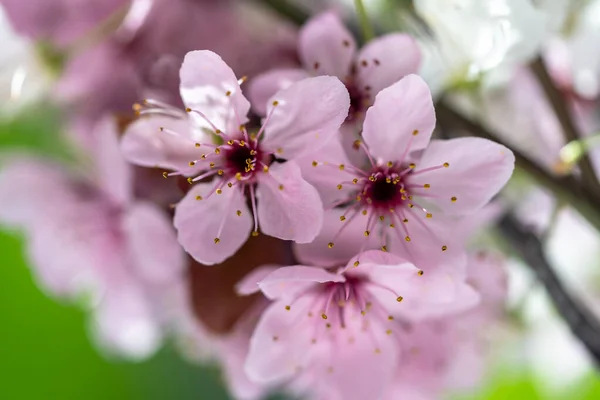 Rama Albaricoque Flor Con Flores Color Rosa Primer Plano Flores — Foto de Stock