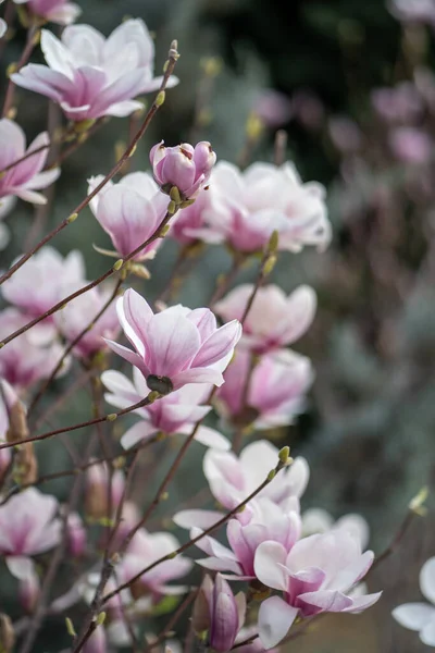 Blühender Magnolienstrauch Mit Rosa Blüten Auf Zweigen Frühling Weicher Fokus — Stockfoto