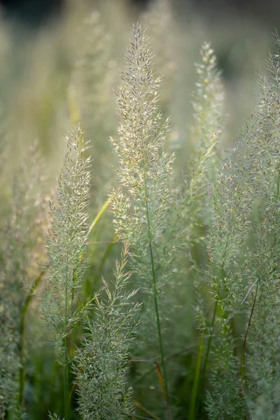 田里的绿草 有选择的焦点 地面的浅水区 夏季自然背景 — 图库照片