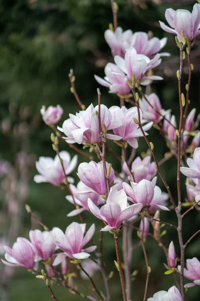 Цветущие Кусты Магнолии Розовыми Цветами Ветвях Весной Цветочный Фон Цветочный — стоковое фото