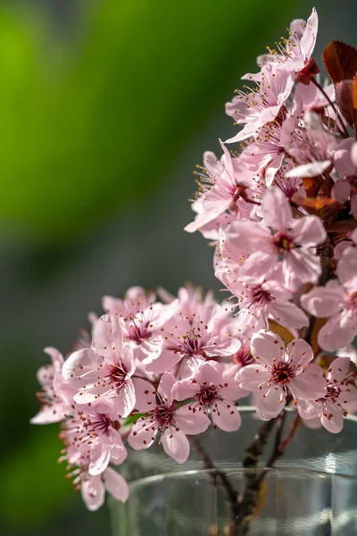 Bouquet Blossoming Apricot Branches Glass Japanese Sakura Cherry Blossoms Spring — Stock Photo, Image