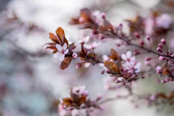 Branch Blossoming Plum Pink Flowers Blurred Background Japanese Sakura Cherry — Stock Photo, Image