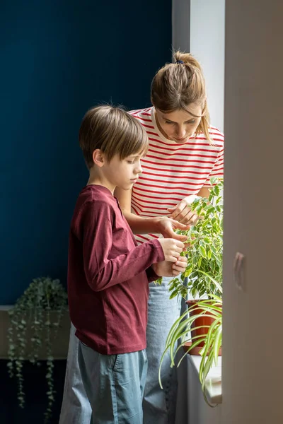 注目すべき女性の母親は 緑色の葉の世話をする小さな息子を伴います家庭の窓辺のポットに観葉植物 助けてくれ 興味のある子供の男の子と母親は昆虫害虫クモダニの植物を調べる — ストック写真