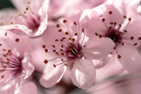Blühende Aprikose Mit Rosa Blüten Nahaufnahme Zweig Der Japanischen Sakura — Stockfoto