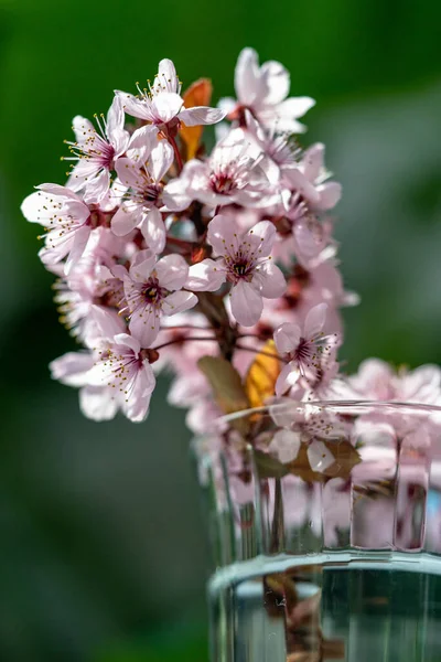 Ramillete Ramas Albaricoque Florecientes Copa Vino Flores Cerezo Sakura Japonesas — Foto de Stock