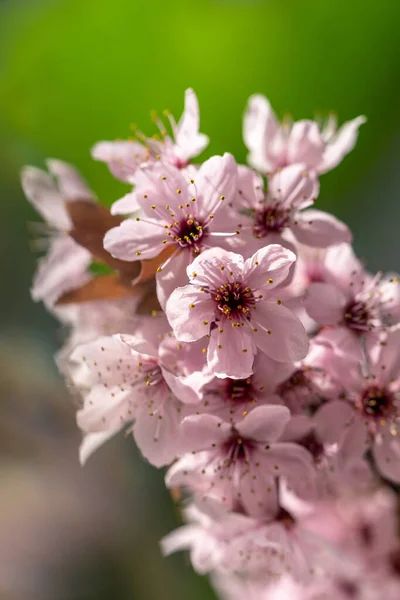 Branch Blossoming Apricot Pink Flowers Closeup Japanese Sakura Cherry Blossoms — Stock Photo, Image