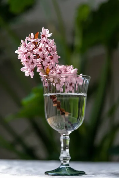 Bouquet Blossoming Apricot Branches Wineglass Table Home Japanese Sakura Cherry — Stock Photo, Image