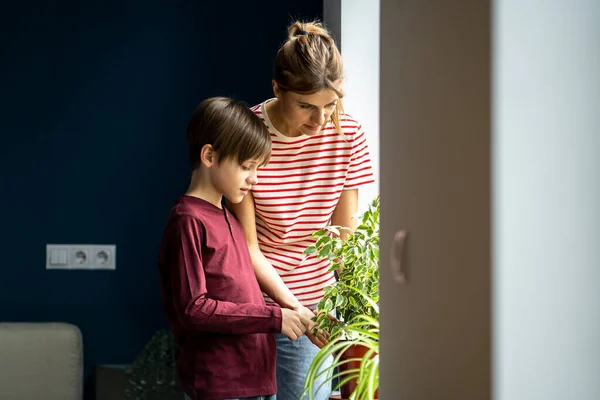 소년은 어머니 화초를 탐구하기 위하여 어머니 아들을 돌보는 돕는다 부모는 — 스톡 사진