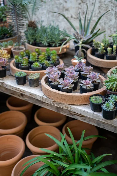Confortable Magasin Plantes Avec Pots Planteurs Sur Vitrine Bois Pot — Photo