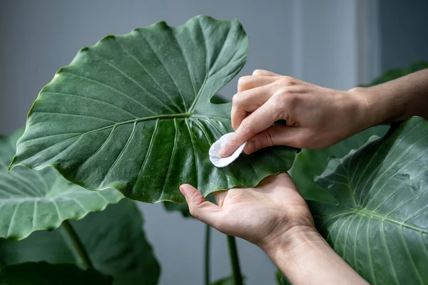 알로하 잎에서 먼지를 패드를 사용하여 집에서 식물을 돌보는 난방중에 수분을 — 스톡 사진