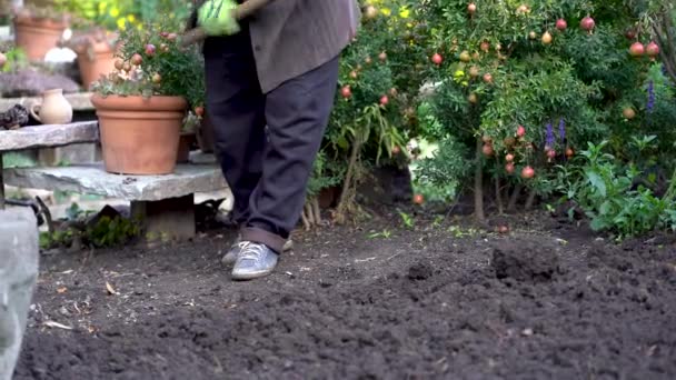 収穫後の庭師掘削土壌準備 高齢の女性農家は地面を掘る ガーデニング 農業庭の仕事のコンセプト — ストック動画