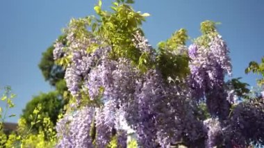 Mavi gökyüzünde sallanan yarışlarda kokulu mor çiçeklerle çiçek açan menekşe salkımlı Wisteria Sinensis. Baharda salkımlı bahçe. 