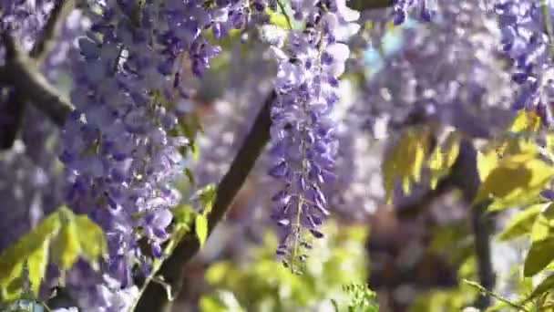 盛开的紫罗兰紫藤 带着浓郁的古典紫色花朵 挂在风向特写的花冠上 春意盎然的花园 — 图库视频影像