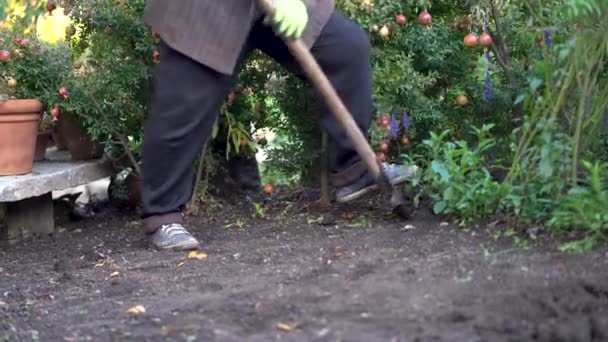 Gärtner Bei Der Bodenvorbereitung Nach Der Ernte Eine Ältere Bäuerin — Stockvideo