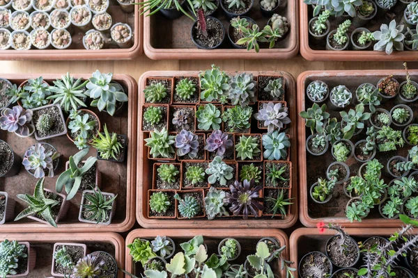 Succulent Növények Kis Műanyag Edények Virágüzlet Tetejére Néző Nagy Választéka — Stock Fotó