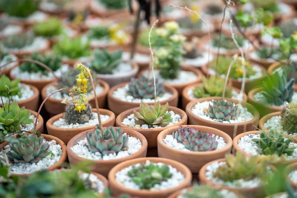 Planta Suculenta Pequenos Vasos Terracota Closeup Loja Flores Grande Variedade — Fotografia de Stock