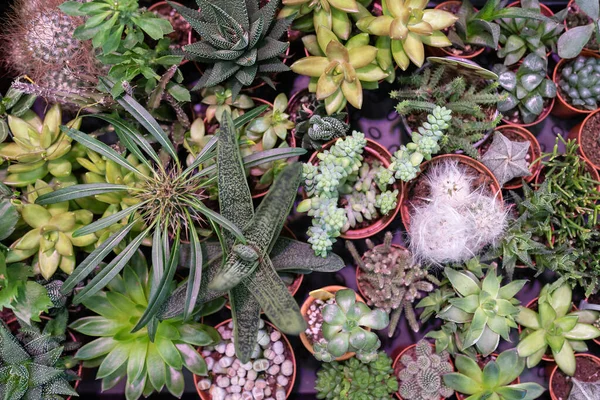 Суккулентные Растения Небольших Пластиковых Горшках Цветочном Магазине Большое Разнообразие Зеленых — стоковое фото