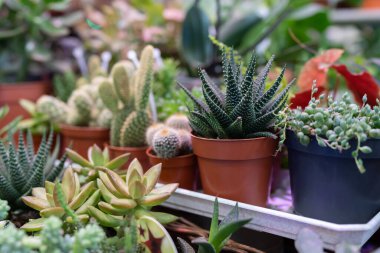 Succulent plants in small plastic pots in flower shop, selective focus on Haworthia. Big variety of green organic pot-plants designed to diversify home interior placed in greenhouse. Plant store. clipart