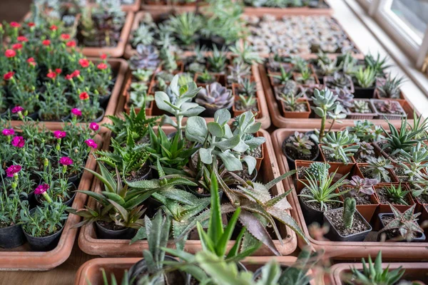 Szukkulens Növények Virágok Kis Műanyag Edényekben Kerti Boltban Nagy Választéka — Stock Fotó