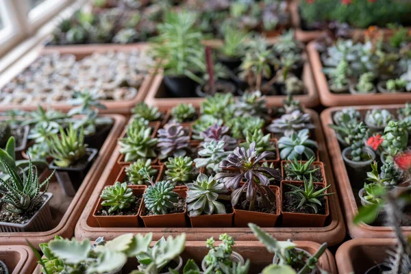 Szukkulens Növények Kis Műanyag Edényekben Virágüzletben Nagy Választéka Zöld Organikus — Stock Fotó
