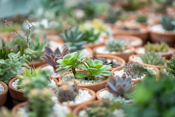 Saftig Växt Små Terrakottakrukor Blomsteraffär Närbild Stort Utbud Gröna Ekologiska — Stockfoto