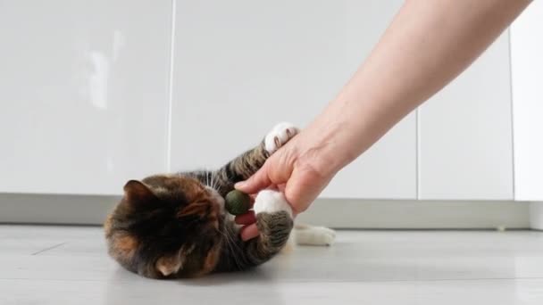 Zabawny Kotek Wąchać Zabawkę Kocimiętki Ręku Właścicieli Kolorowy Kot Bawi — Wideo stockowe