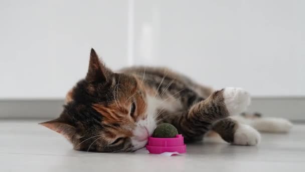 Игривая Кошка Развлекается Игрушкой Мяча Пушистые Домашние Животные Любимое Занятие — стоковое видео