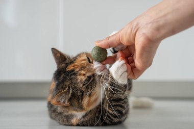 Playful kitty sniff toy from catnip in owners hand. Multicoloured cat play with ball from dark green catmint. Useful entertainment for pets. Love house animals. Buy toy for tomcat. Tomcat go nuts clipart