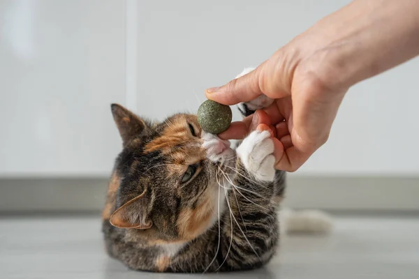 Playful Kitty Sniff Toy Catnip Owners Hand Multicoloured Cat Play — Stock Photo, Image