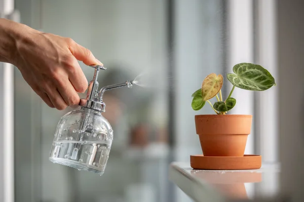 Woman Spraying Plant Clay Pot Female Hand Sprays Water Small — Stock Photo, Image