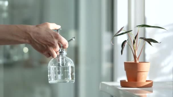 粘土鍋で植物を噴霧女性 女性の手は 花の鍋に小さなアロカシアバンビーノの植物に水を噴霧し 夏のシーズン中に空気のサラウンド葉を潤します 家の緑 植物ケア — ストック動画