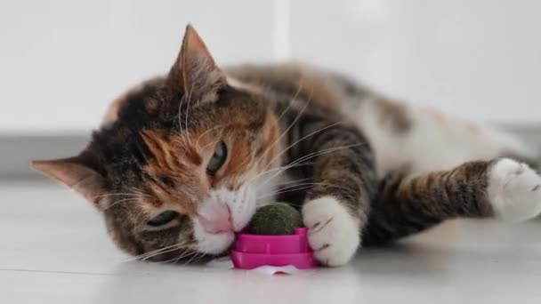 Παιχνιδιάρα Γάτα Που Διασκεδάζει Παιχνίδι Της Μπάλας Γούνινα Κατοικίδια Αγαπημένα — Αρχείο Βίντεο