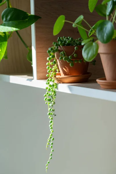自宅の棚の上の粘土鍋に小さなSenecio Rowleyanus植物 日当たりの良いリビングルームのテラコッタの植木鉢の装飾的な赤ちゃんの家の植物 真珠の糸 — ストック写真