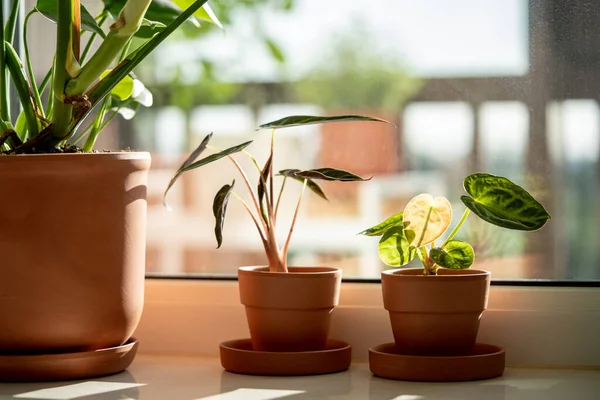 Small Alocasia Monstera Plant Clay Pots Windowsill Home Decorative Baby — Stock Photo, Image