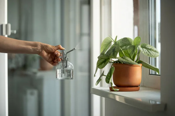 Woman Spraying Plant Clay Pot Female Hand Sprays Water Scindapsus — Stock Photo, Image