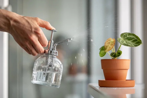 粘土鍋で植物を噴霧女性 女性の手は小さなアンスリウムシルバーブラシの家の植物に水を噴霧し 夏のシーズン中に空気のサラウンド葉を潤します 家の緑 植物ケア — ストック写真