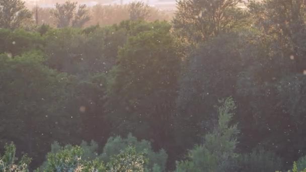 Пухнасте Насіння Тополя Літає Повітрі Влітку Фоні Міста Концепція Весняної — стокове відео