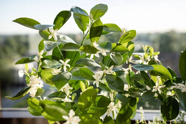 Floração Árvore Calamondin Cítrico Com Flores Perfumadas Casa Floração Planta — Fotografia de Stock