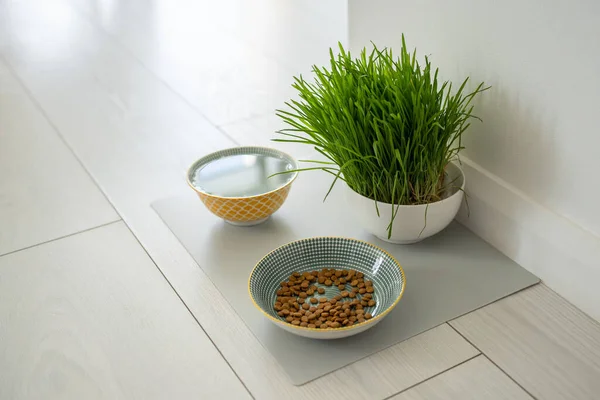 Bowls Cat Food Water Pet Floor Home Dog Fresh Green — Stock Photo, Image